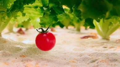 Shell - Tomato